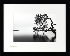 DANCING WITH THE WIND