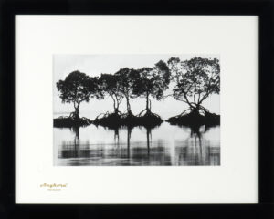 FIVE TREES